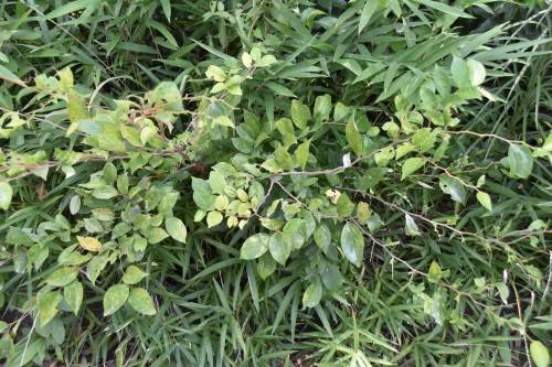 DSC_0299 - コピー.jpg