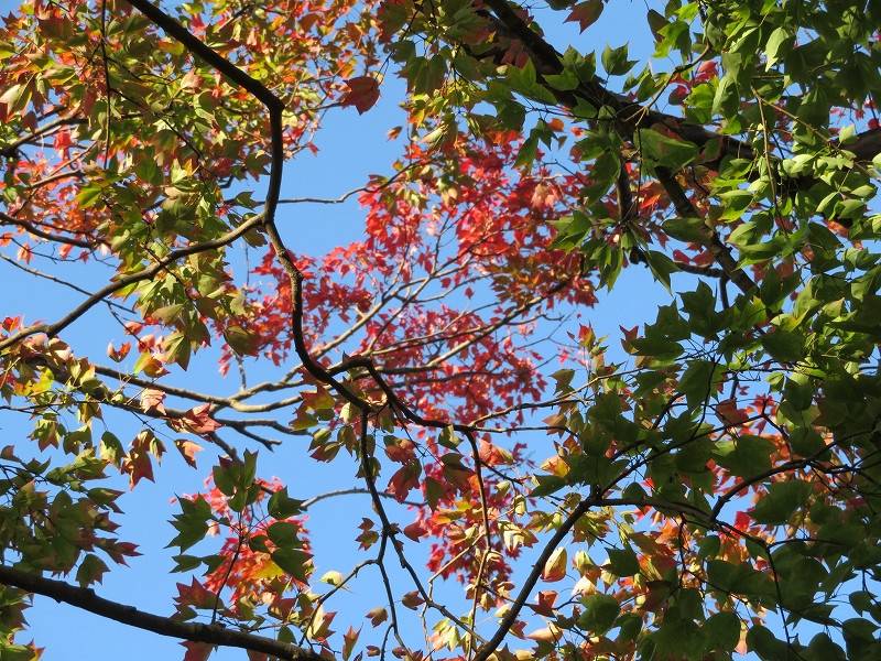 トウカエデ2.jpg