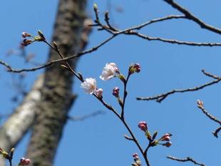 ナノハナ畑のソメイヨシノが開花！