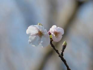 サクラの開花が進んできました