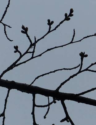 ソメイヨシノはつぼみ固し