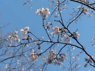 花畑のソメイヨシノ、見ごろです