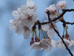 いまだチラホラ