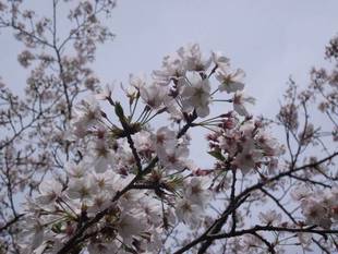 ナノハナとソメイヨシノが満開です！