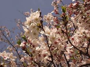 ソメイヨシノが散り始めてきました