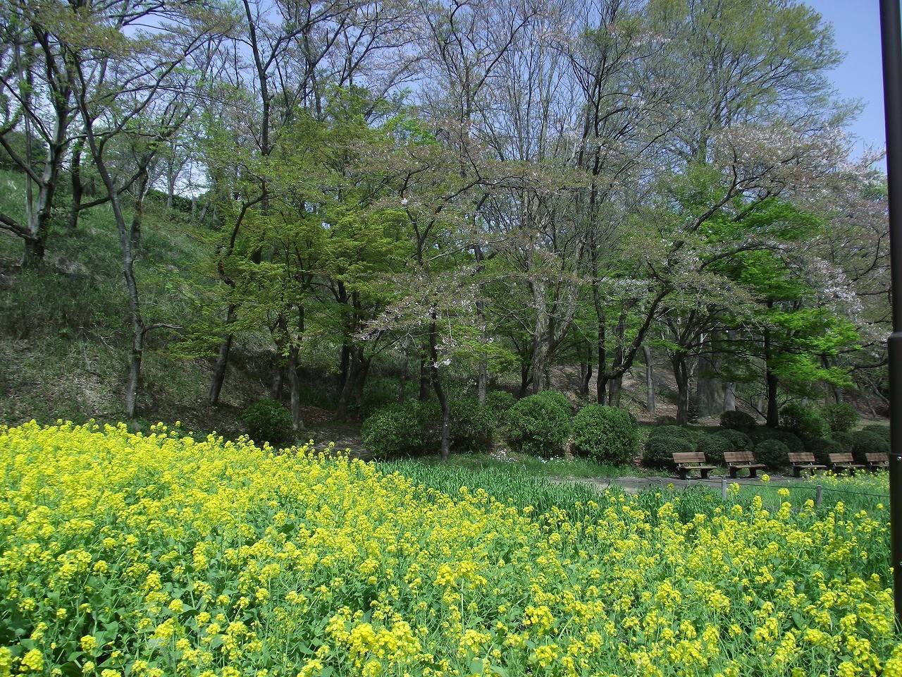 ついに散ってしまいました。の写真