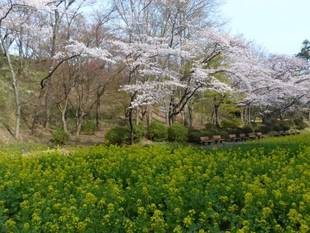 桜と菜の花のコラボレーションです！