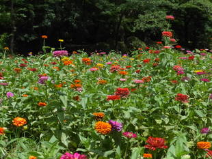 児童遊園地の花畑ではジニア開花中です！