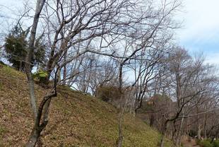 待ち遠しい桜の開花