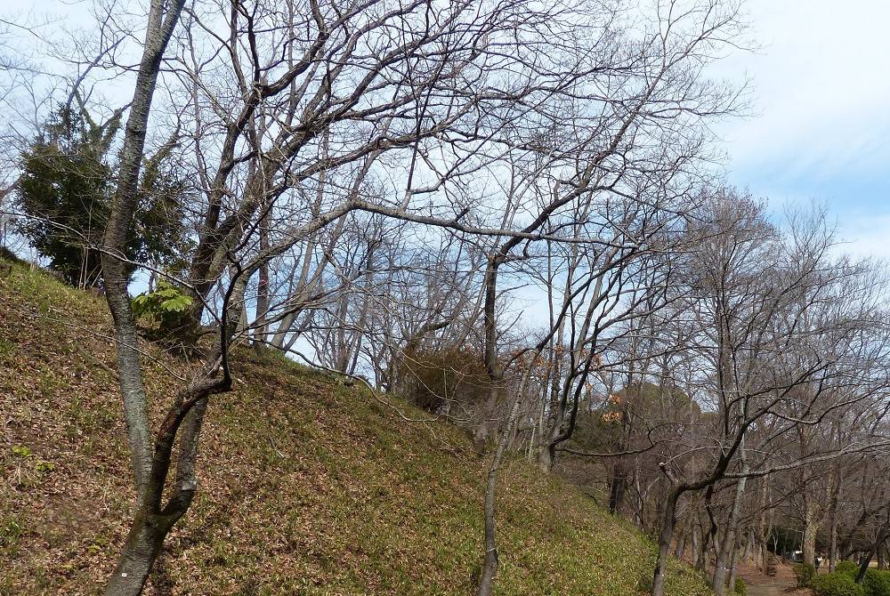 待ち遠しい桜の開花の写真