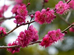 梅林は半数が開花しています