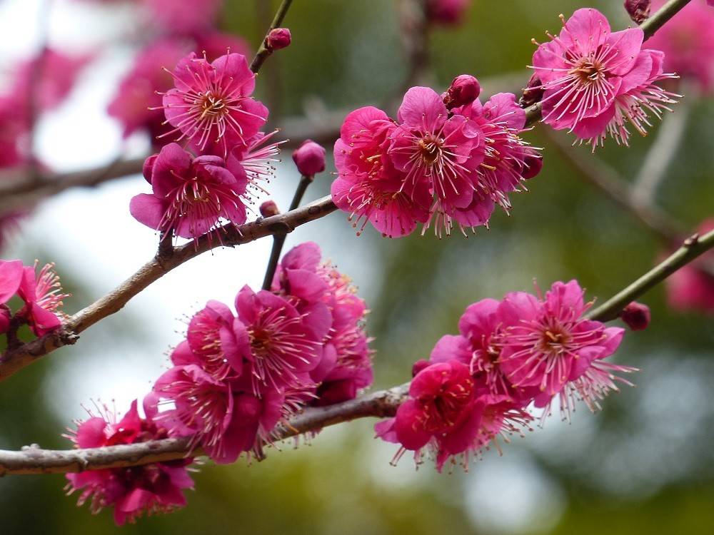 梅林は半数が開花していますの写真