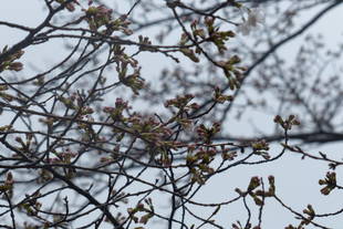 ソメイヨシノが少しずつ開花し始めました！