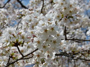 ソメイヨシノが満開です！