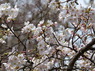 花畑横のソメイヨシノが続々と！