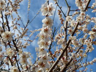梅園のウメが見頃を迎えています！！
