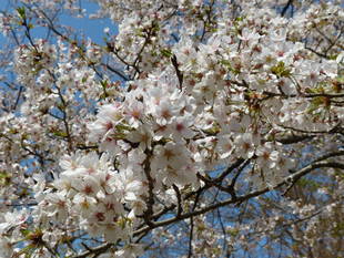 サクラを楽しめるのも後少しでしょうか！？