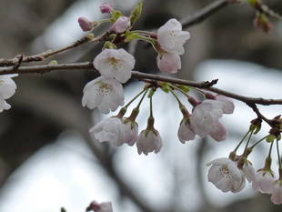 花数が少しずつ増えてきました