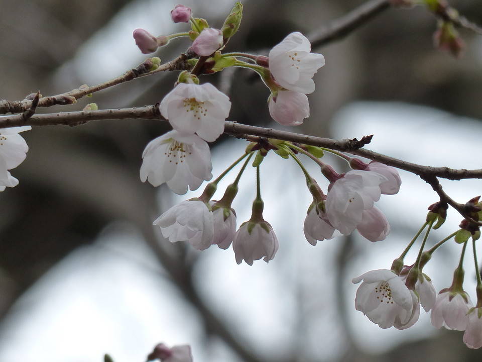 花数が少しずつ増えてきましたの写真