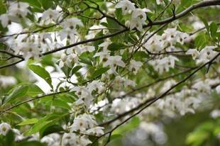 エゴノキのおはなし