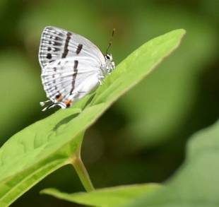 雑木林のようす
