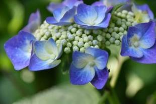 植物と昆虫の関係