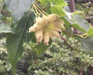 エゴノキのおはなし　その2