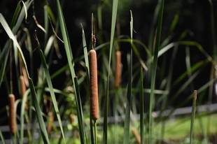 ガマ、カエル、カラス