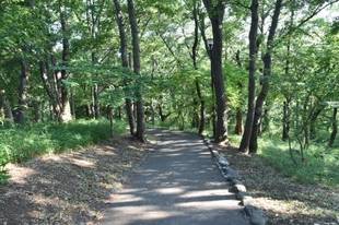 コナラすくすく