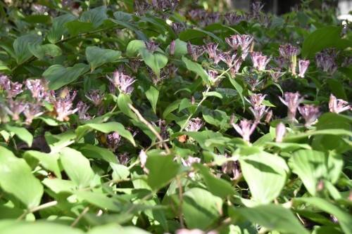 秋の花と冬の準備との写真