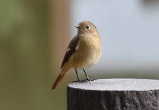 秋のいきものたち