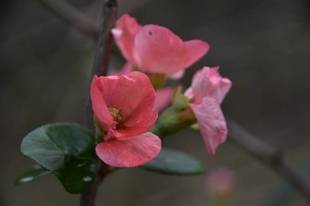 ウメの冬季剪定