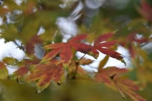 紅葉が見ごろです