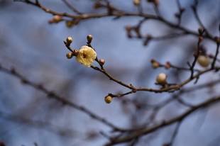 ウメが咲き始めました！