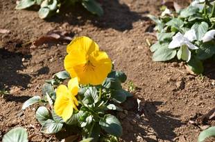 花壇できれいにお花が咲いています！