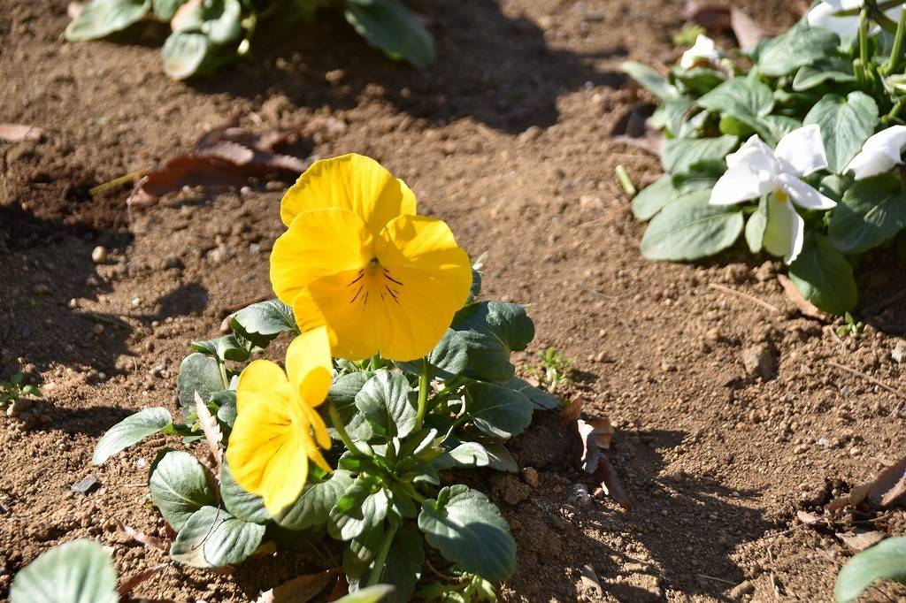 花壇できれいにお花が咲いています!の写真