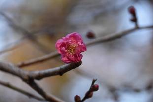 あけましておめでとうございます