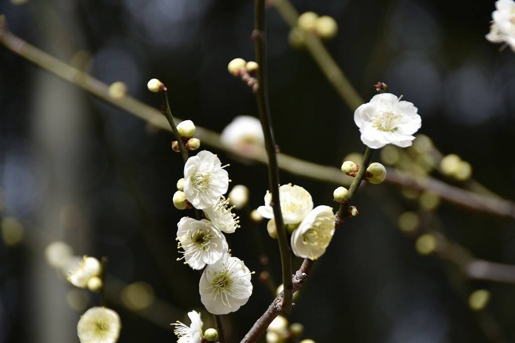 ウメ 開花情報の写真