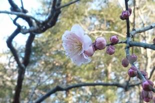 ウメ　開花情報