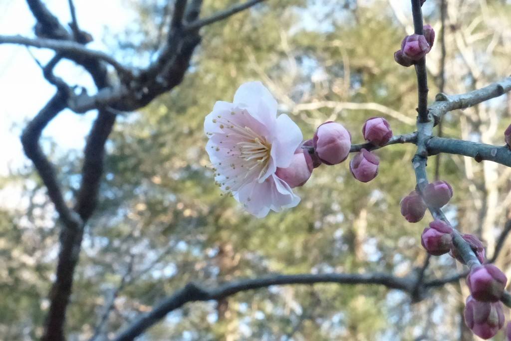 ウメ 開花情報の写真