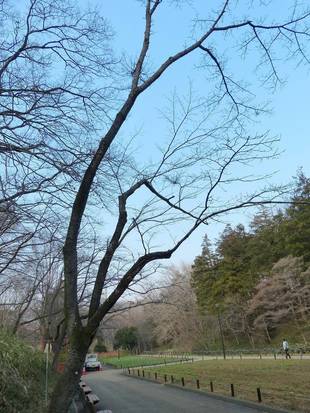 待ち遠しい桜の開花