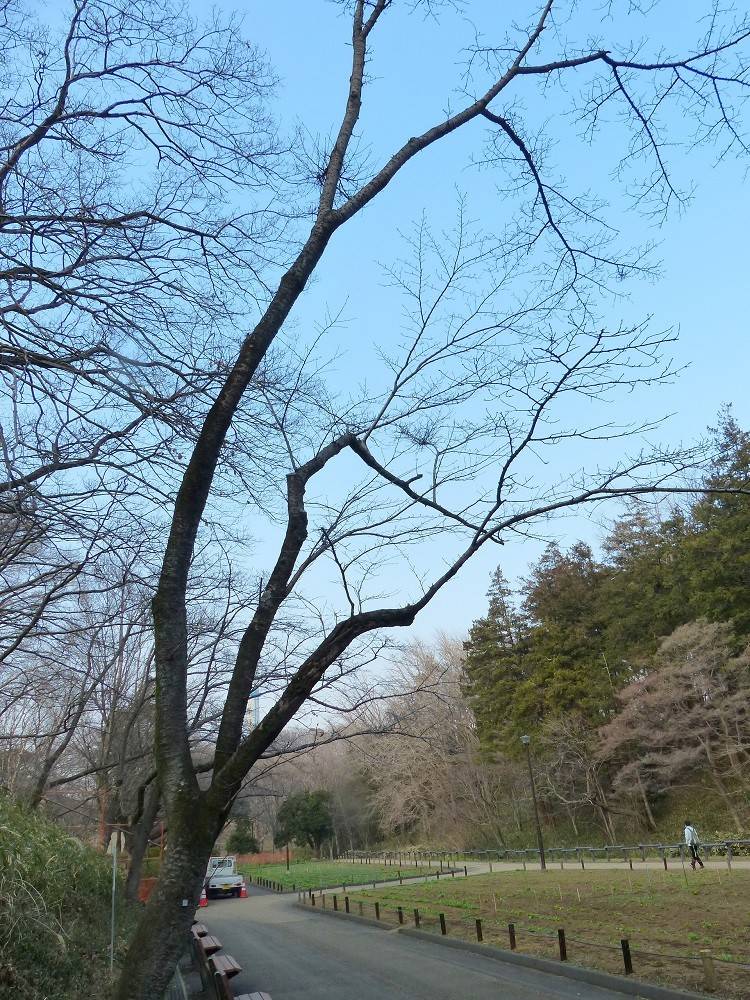 待ち遠しい桜の開花の写真