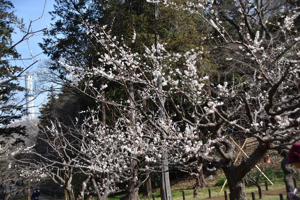 ウメ 開花情報の写真