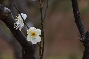 ウメ　開花情報