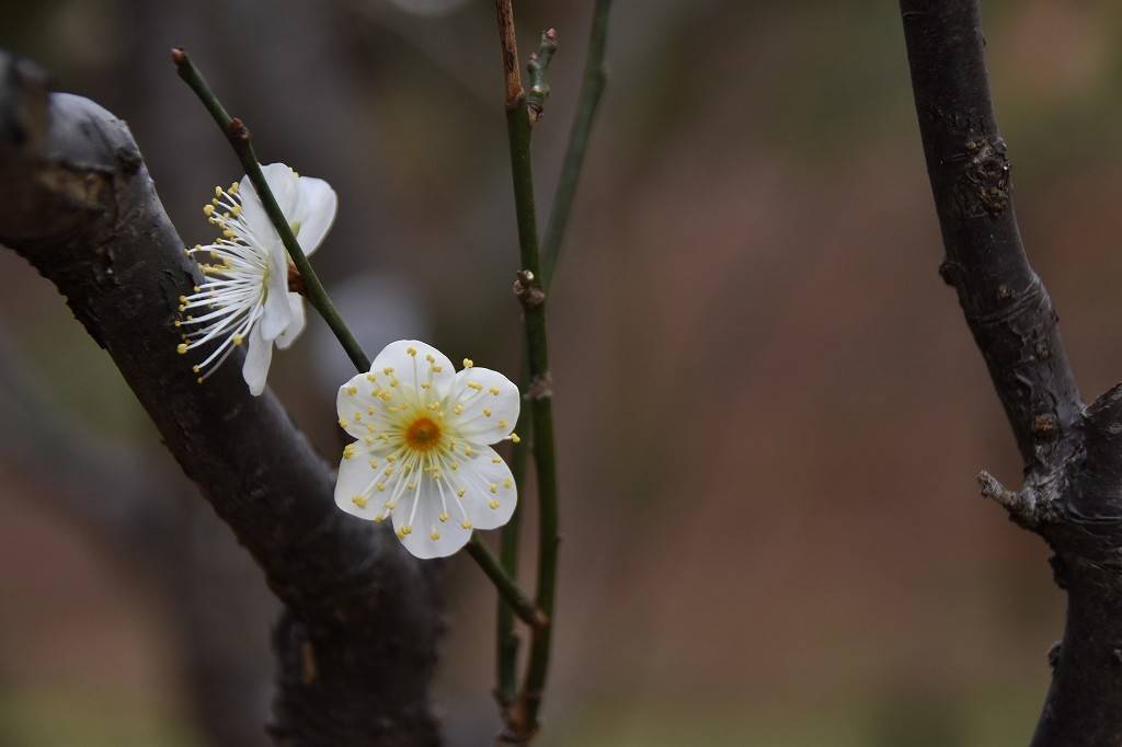 ウメ 開花情報の写真