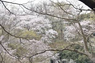 横浜市児童遊園地　桜開花情報