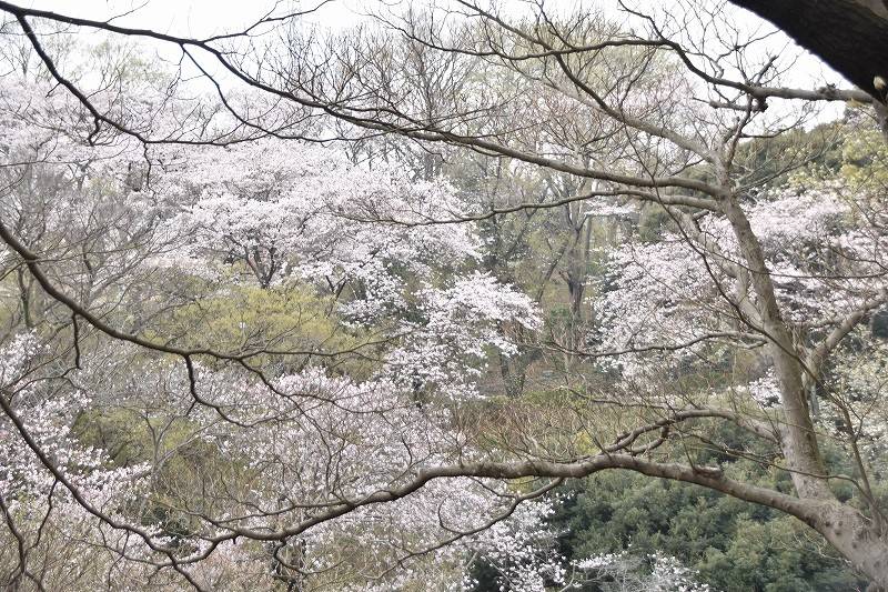 横浜市児童遊園地 桜開花情報の写真