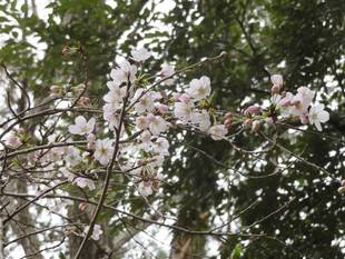 横浜市児童遊園地　桜開花情報