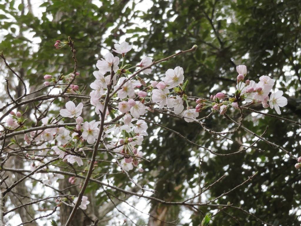 横浜市児童遊園地　桜開花情報の写真