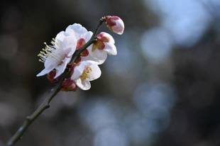 ウメ　開花情報